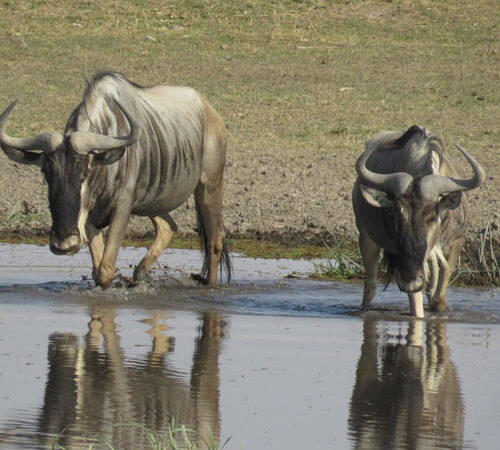 3-Day Amboseli Safari Kilimanjaro View