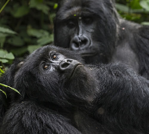 3-Day Rwanda Gorilla Trekking Tour