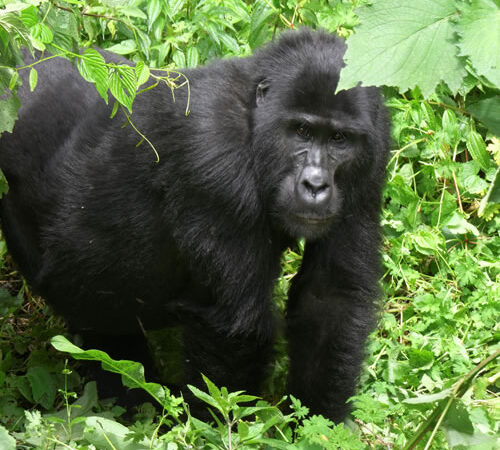 3-Day Gorilla Tracking and Lake Bunyonyi