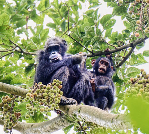 5-Day Nyungwe Forest National Park and Lake Kivu